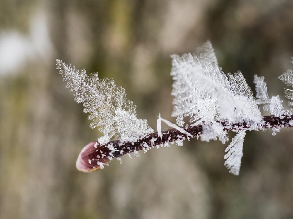 Un primer plano de una rama con nieve