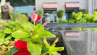 A close-up view of vibrant red and pink flowers with lush green leaves in a garden setting. In the blurred background, a person appears to be tending to the plants, wearing a mask. The scene includes a building facade with red and white striped awnings, surrounded by more greenery.