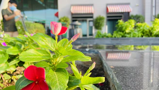 Close-up of hands planting seasonal flowers in a business courtyard, adding color and life.