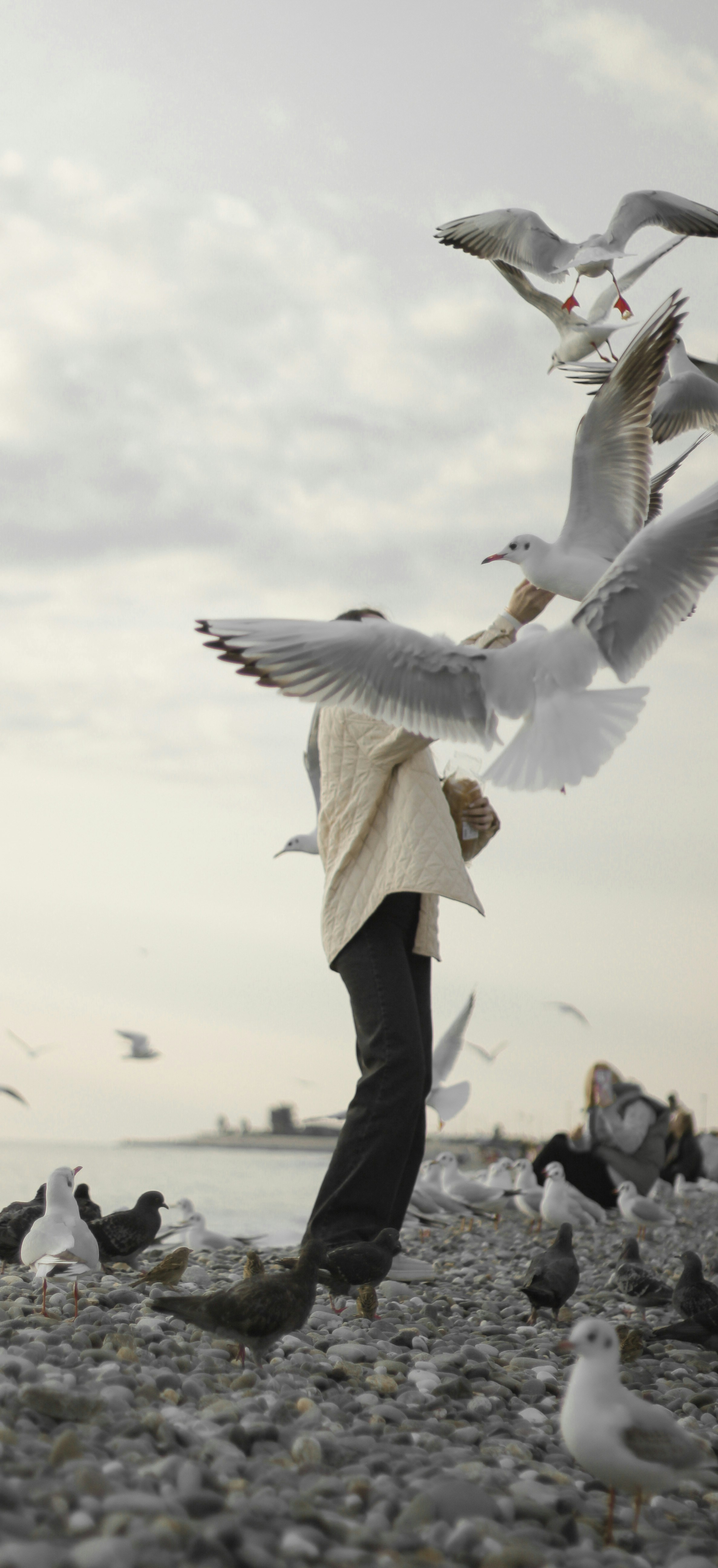 a person holding a bunch of birds