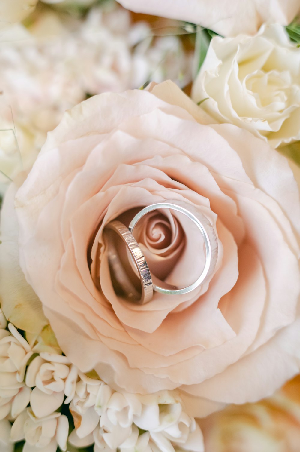 a close up of a rose