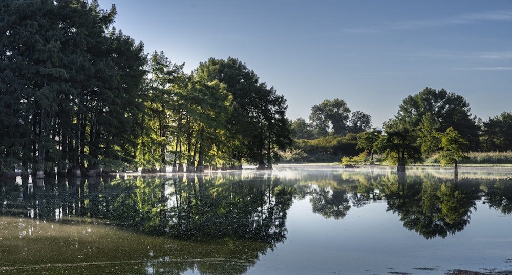 a body of water with trees around it