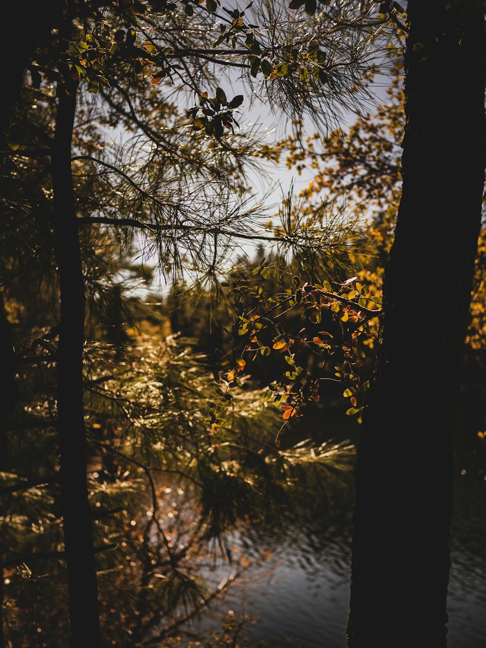 a forest with trees