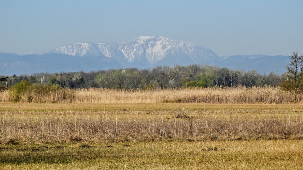 a field with a mountain in the background