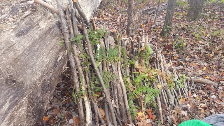 Debris-containment setup neatly collecting trimmed branches beneath a leafy canopy.