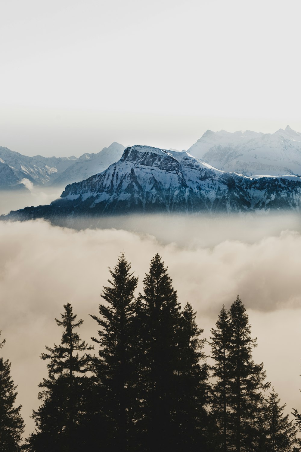 a mountain with trees and fog