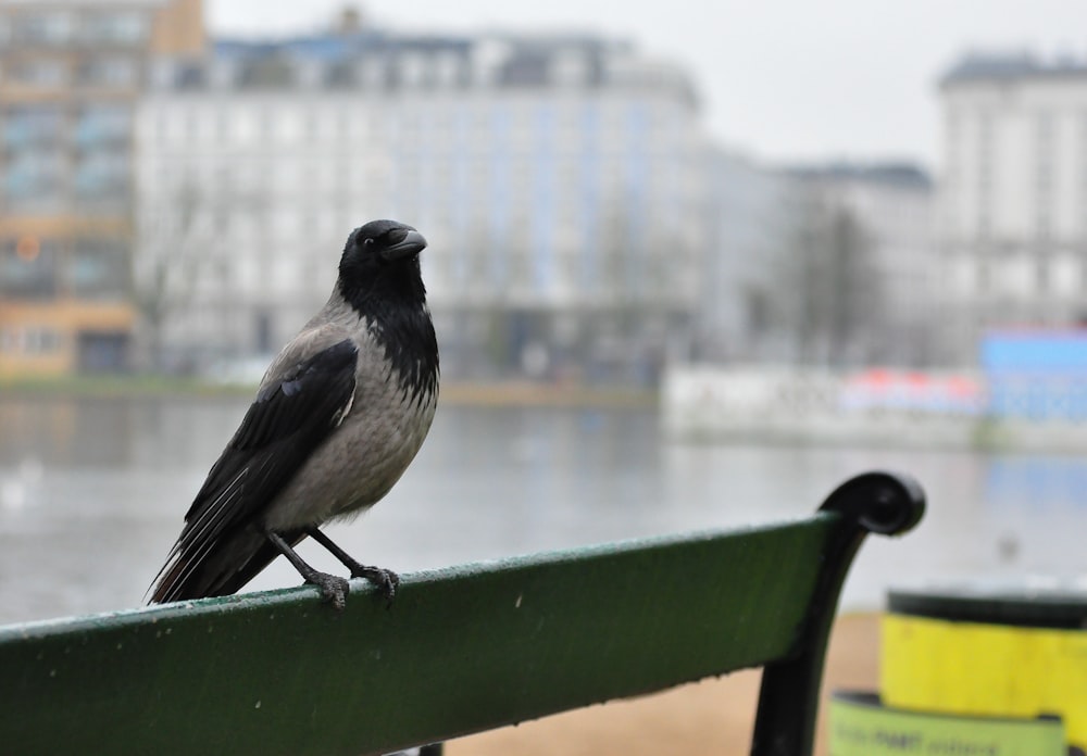 a bird sitting on a railing
