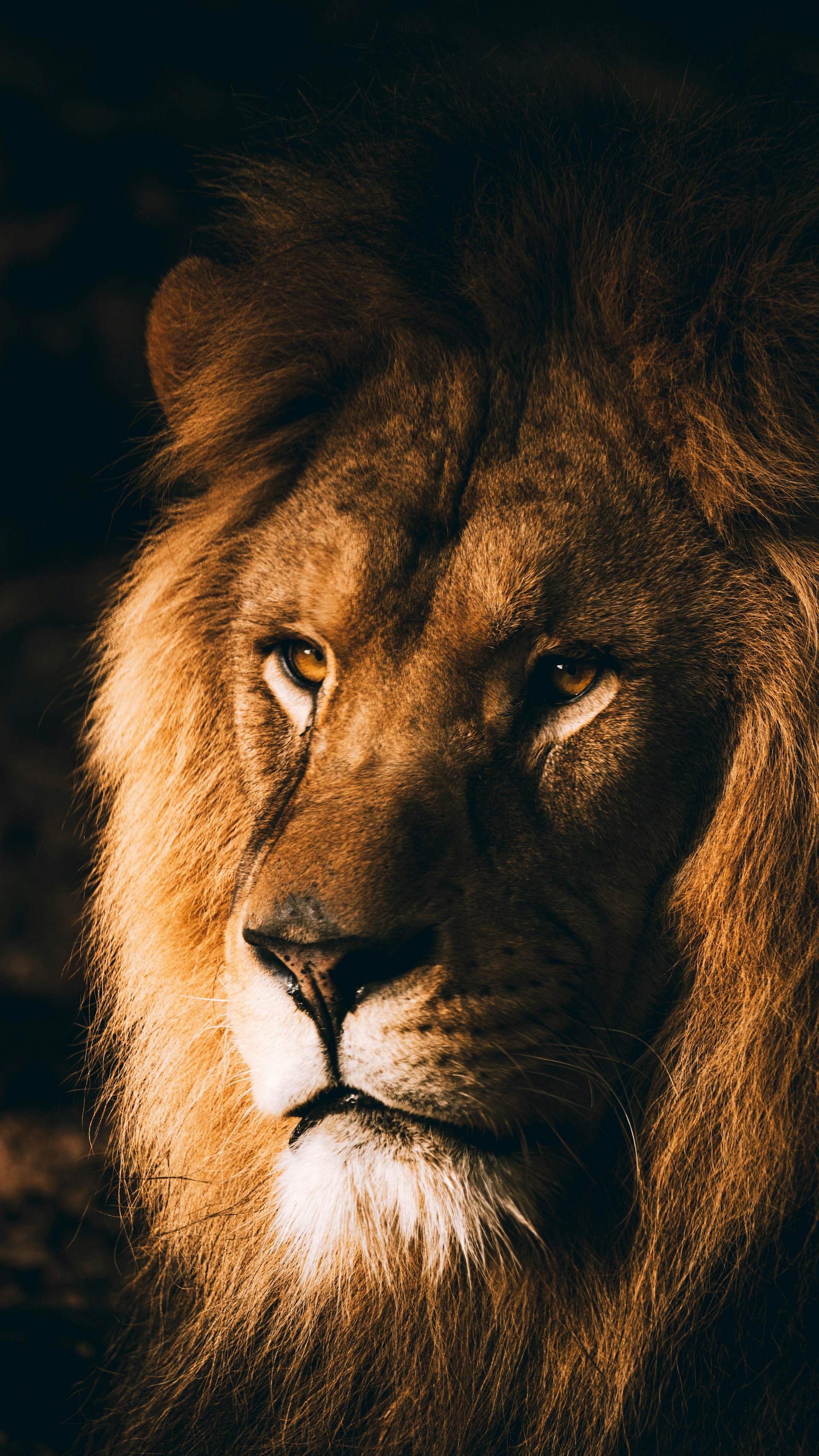 a lion with a black mane