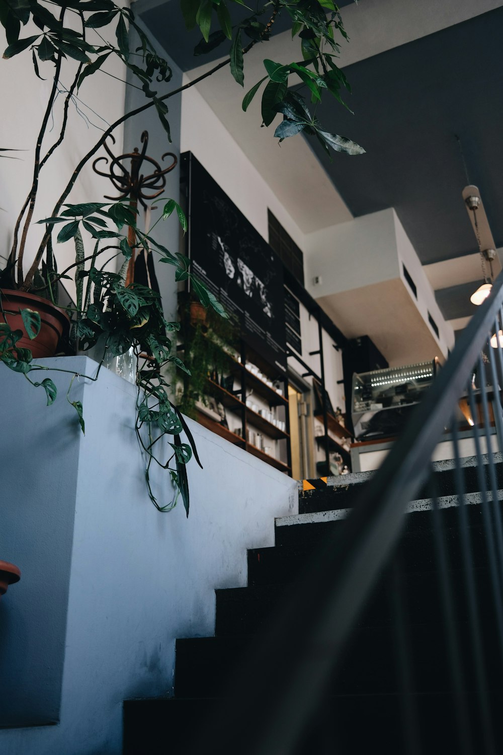 a plant on the stairs