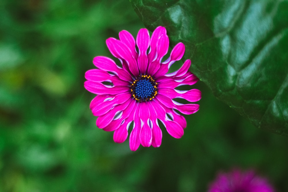 a pink flower with green leaves