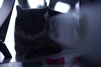 A cat is sitting between two computer monitors in a dimly lit environment. The cat's face is half in shadow, giving it a mysterious appearance. The background is softly blurred, and the lighting creates a calm ambiance.