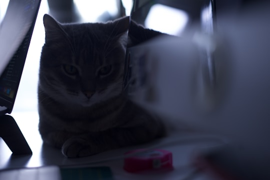 A cat is sitting between two computer monitors in a dimly lit environment. The cat's face is half in shadow, giving it a mysterious appearance. The background is softly blurred, and the lighting creates a calm ambiance.