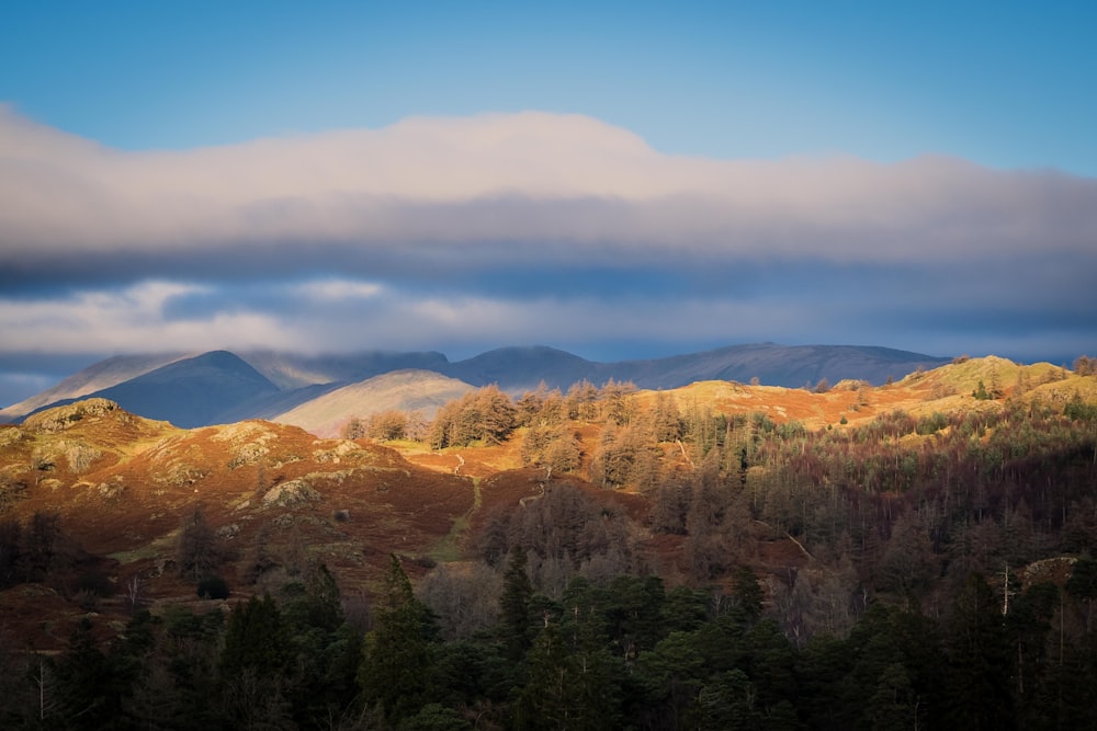 a landscape with trees and mountains in the back