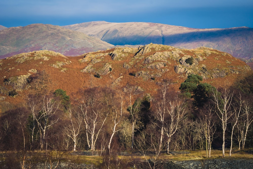 a landscape with trees and mountains in the background