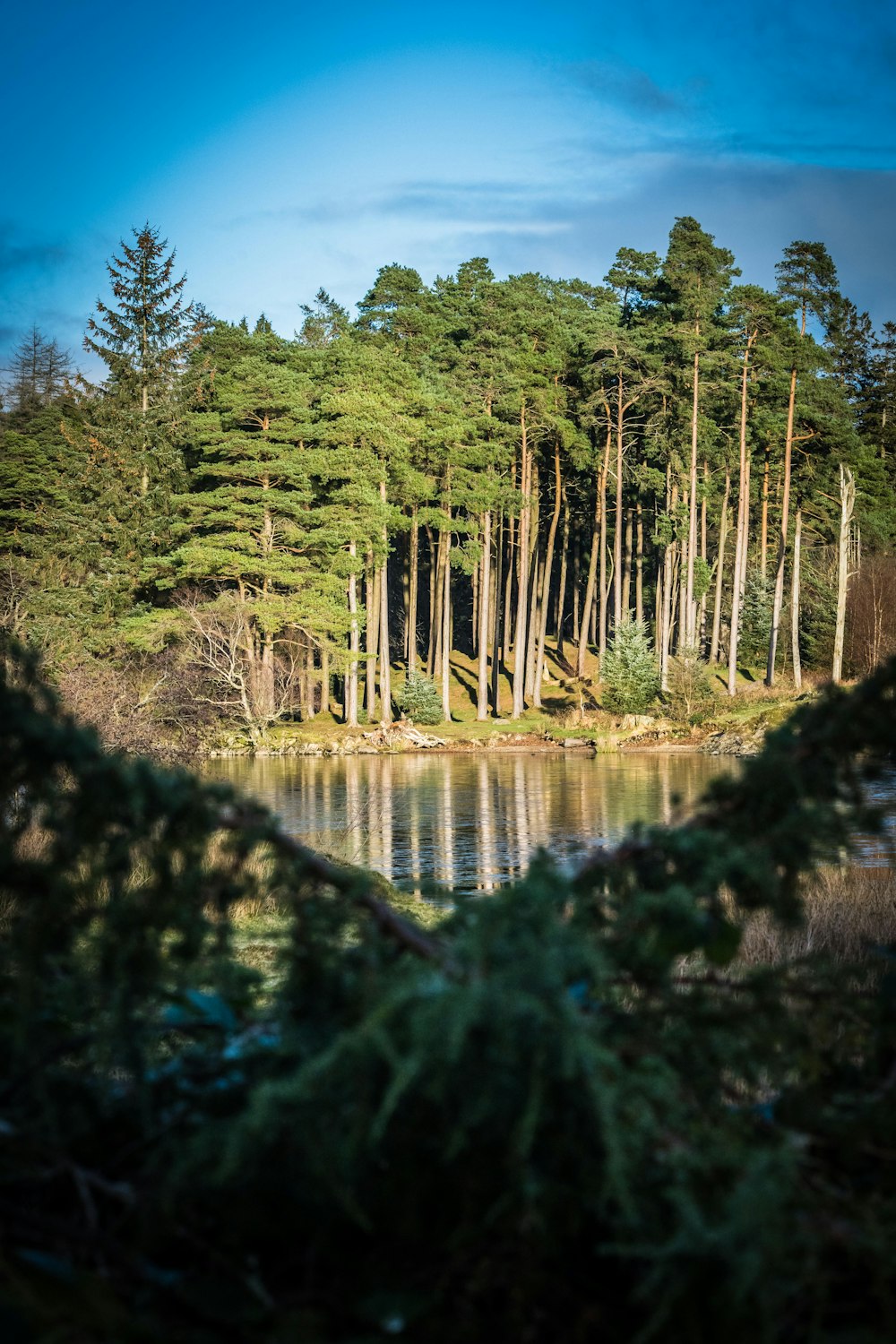 a lake surrounded by trees