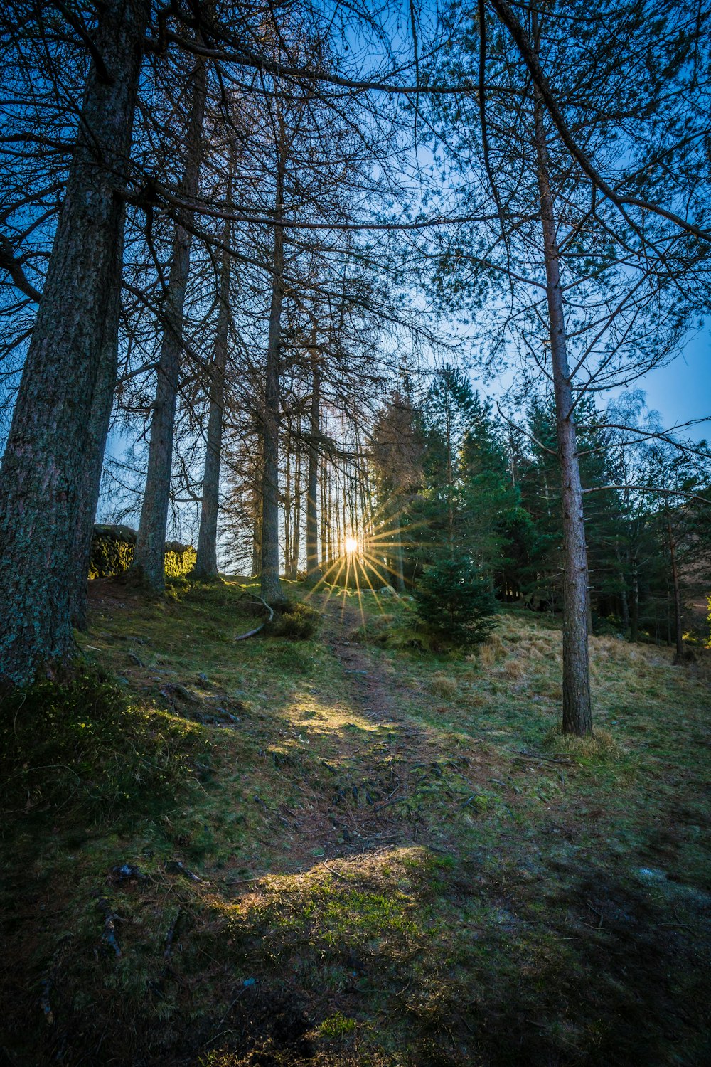 a path through a forest