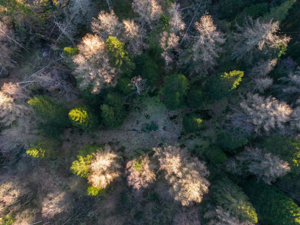 eine Gruppe von Pflanzen mit gelben Blüten