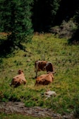 Cows resting comfortably together on the lush green pasture at sunset.