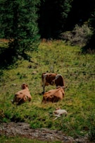 A group of cows resting peacefully in a shaded area with trees and fresh grass.