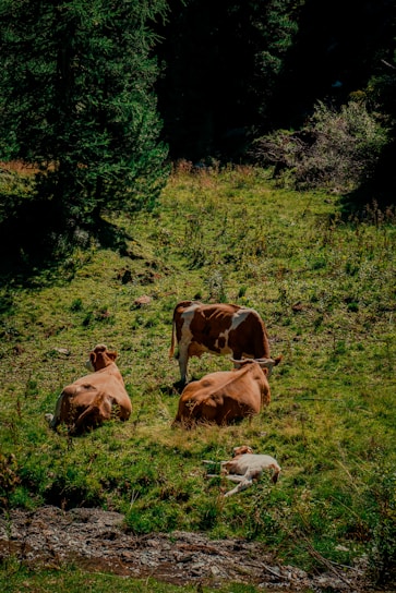 Volunteers gently feeding and caring for cows in a peaceful shelter surrounded by greenery.