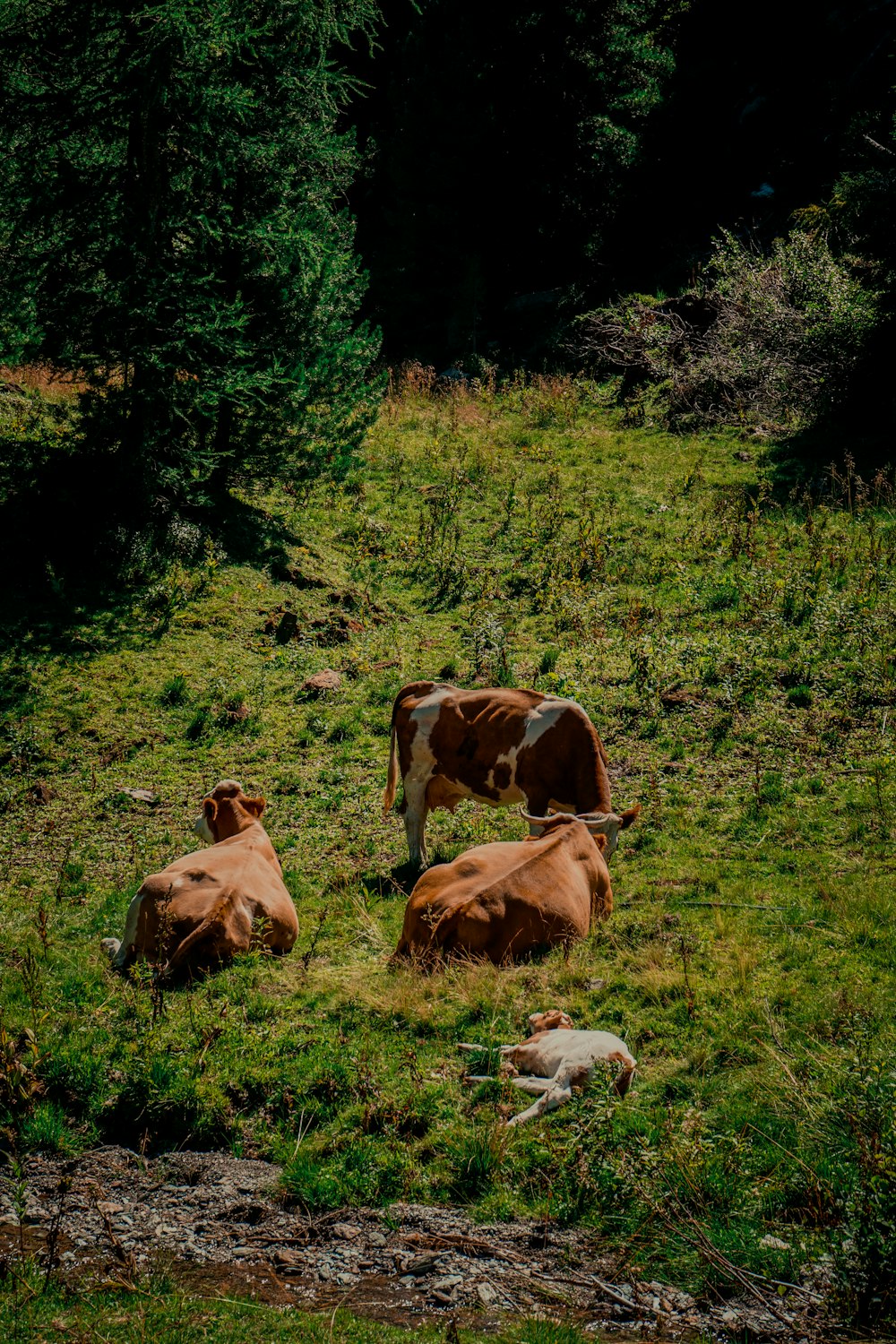 a group of cows lay in a grassy field