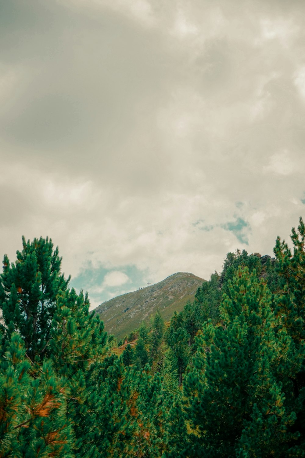 a mountain with trees on it