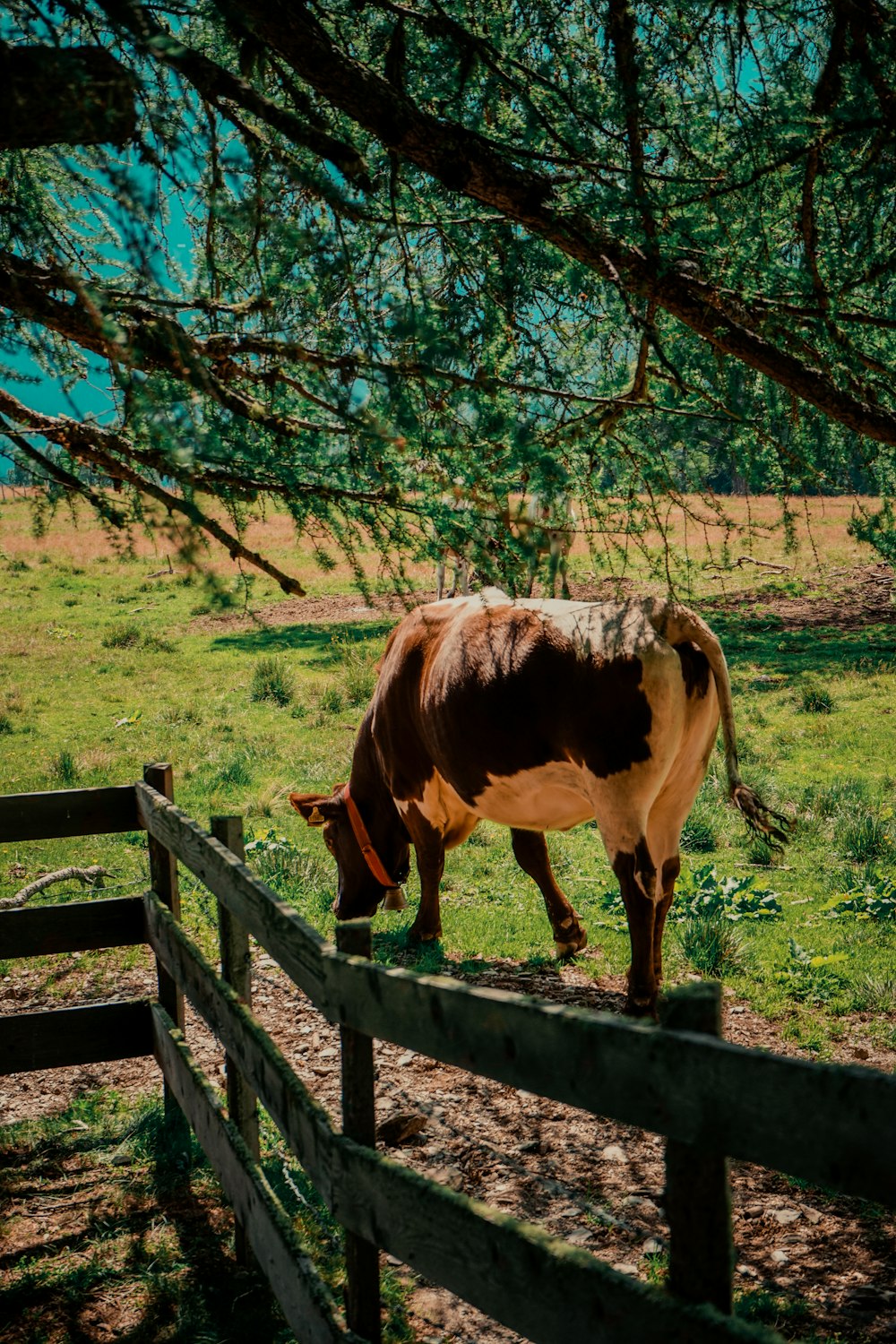 a cow eating grass