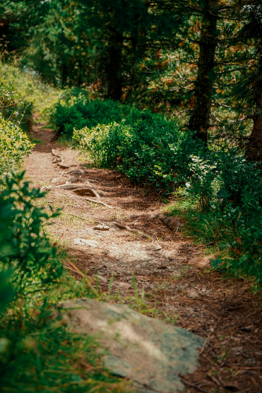 a dirt path through a forest