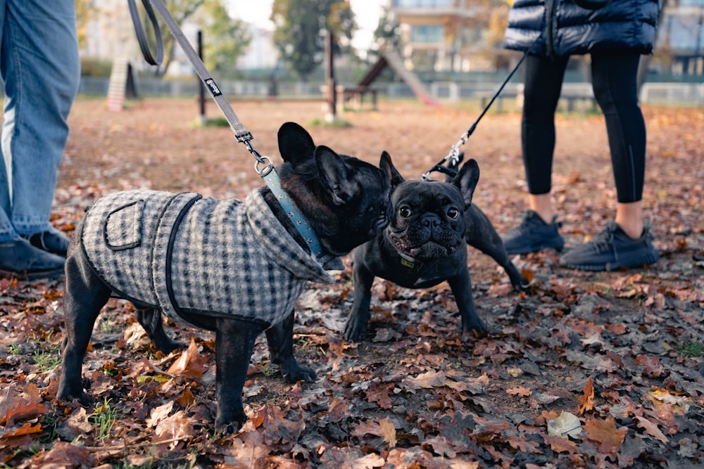 a dog wearing a vest and leash
