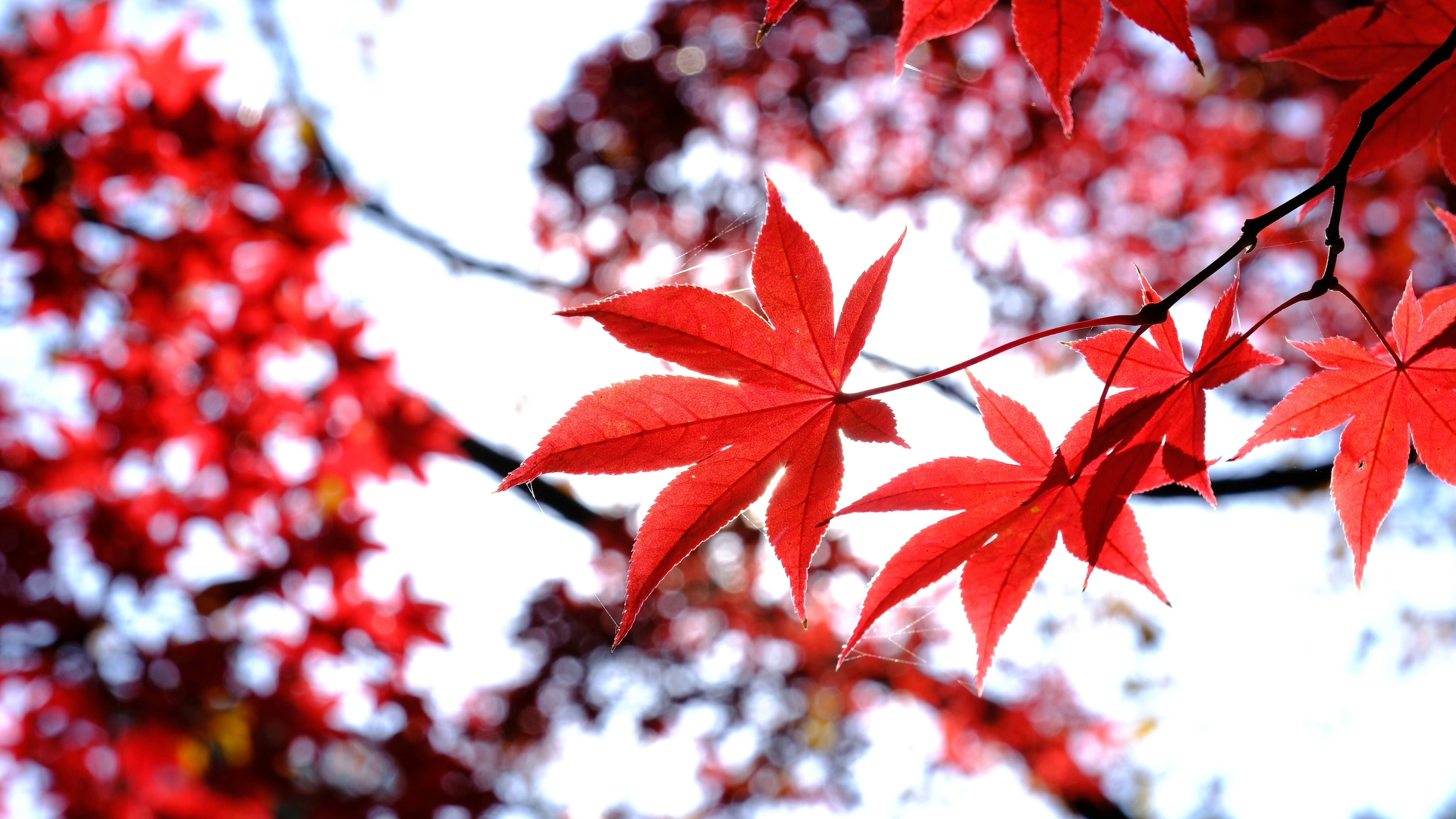 Photo by seiya_maeda