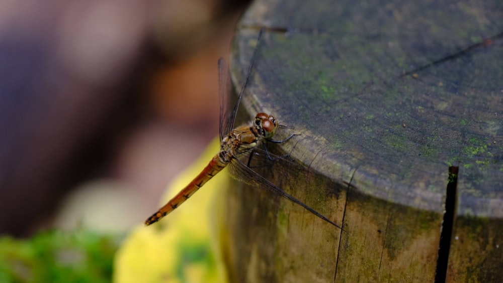 a dragonfly on a leaf