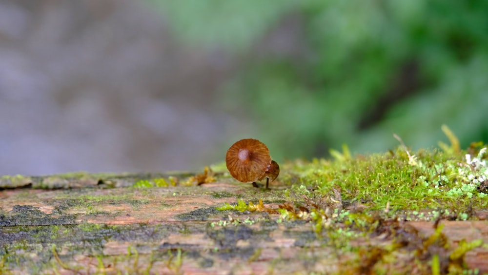 a small brown animal