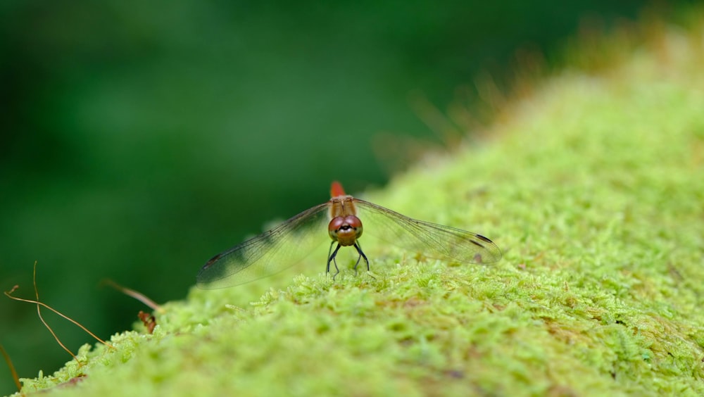 a bug on a leaf