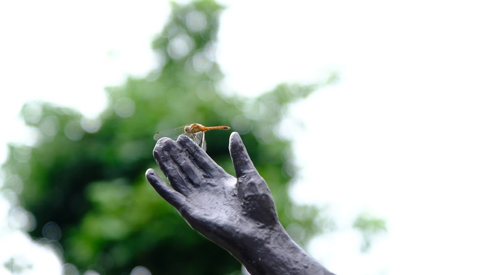 una mano che tiene un piccolo insetto