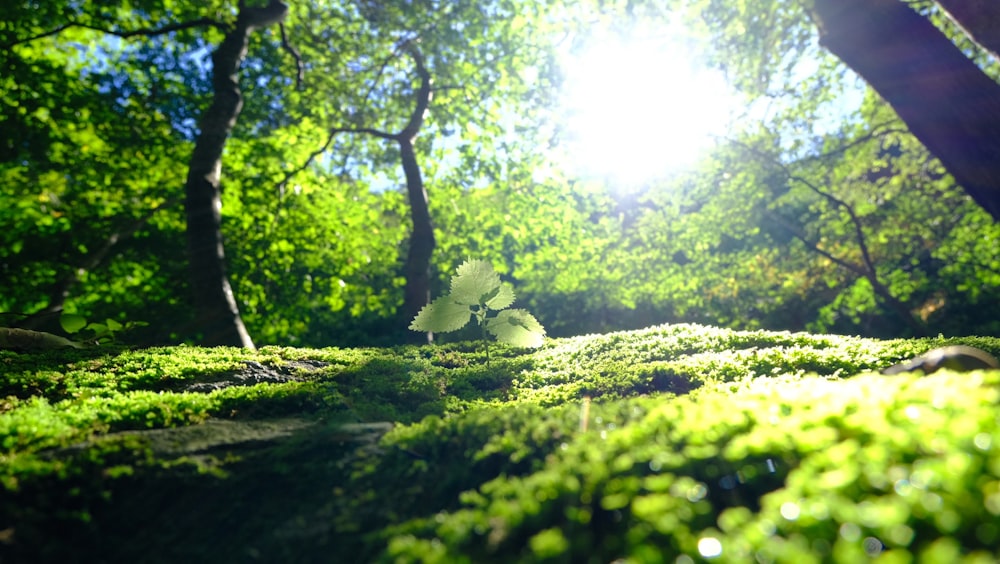 a forest with trees and plants