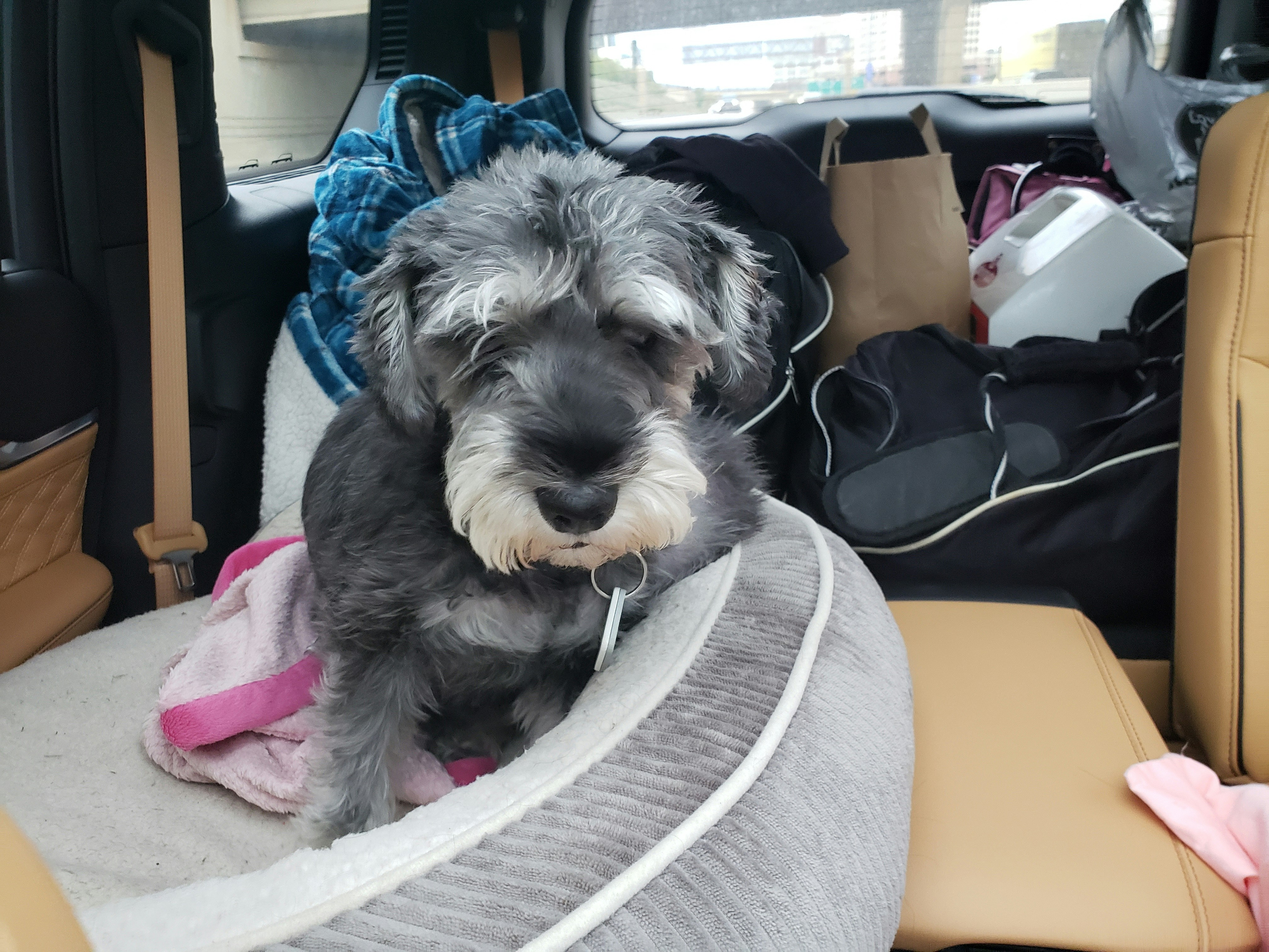 Hond in auto klaar voor last minute vakantie