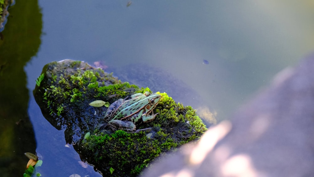 a green tree on a body of water