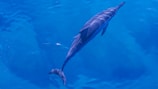 A dolphin swimming gracefully in the ocean.