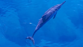 A dolphin swimming gracefully underwater in a clear blue ocean, with sunlight faintly illuminating its smooth, streamlined body.