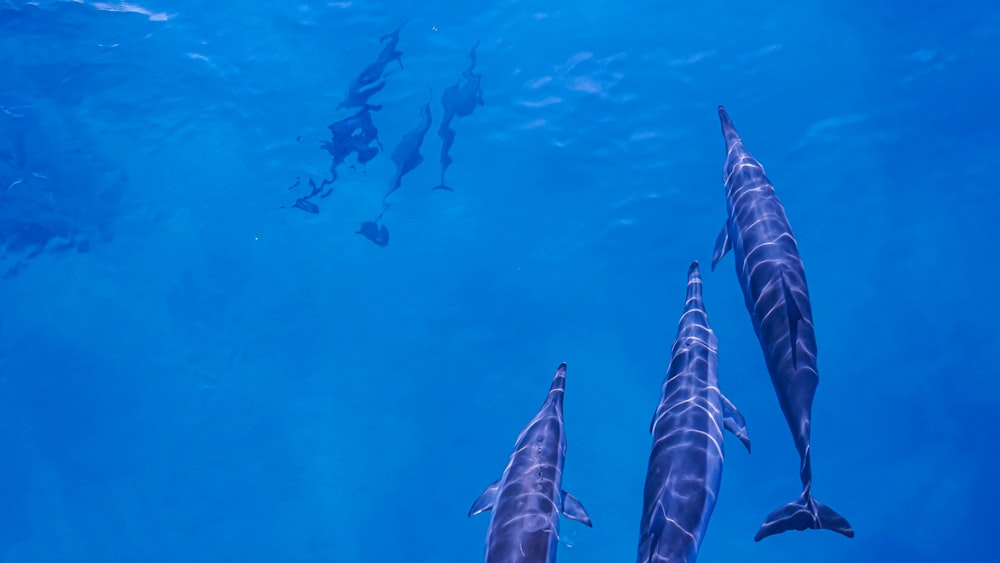 Eine Gruppe von Delfinen, die im Wasser schwimmen