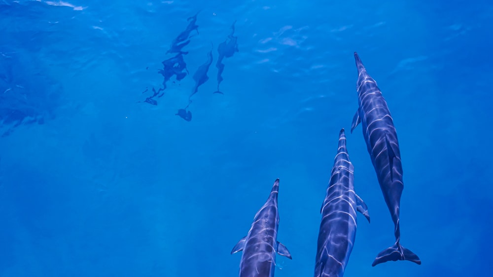 a group of dolphins swimming in the water