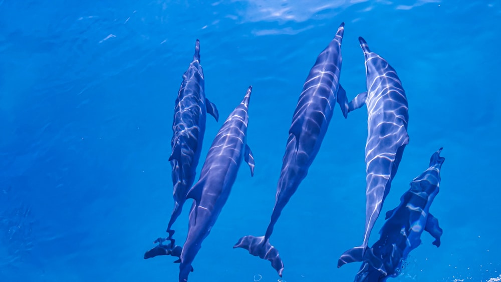 a group of dolphins swimming