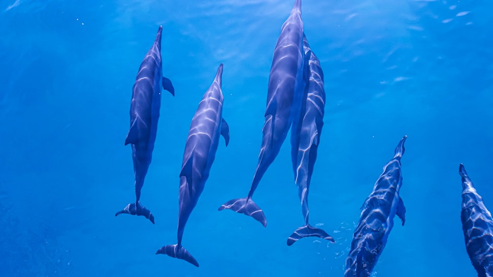 a group of dolphins swimming