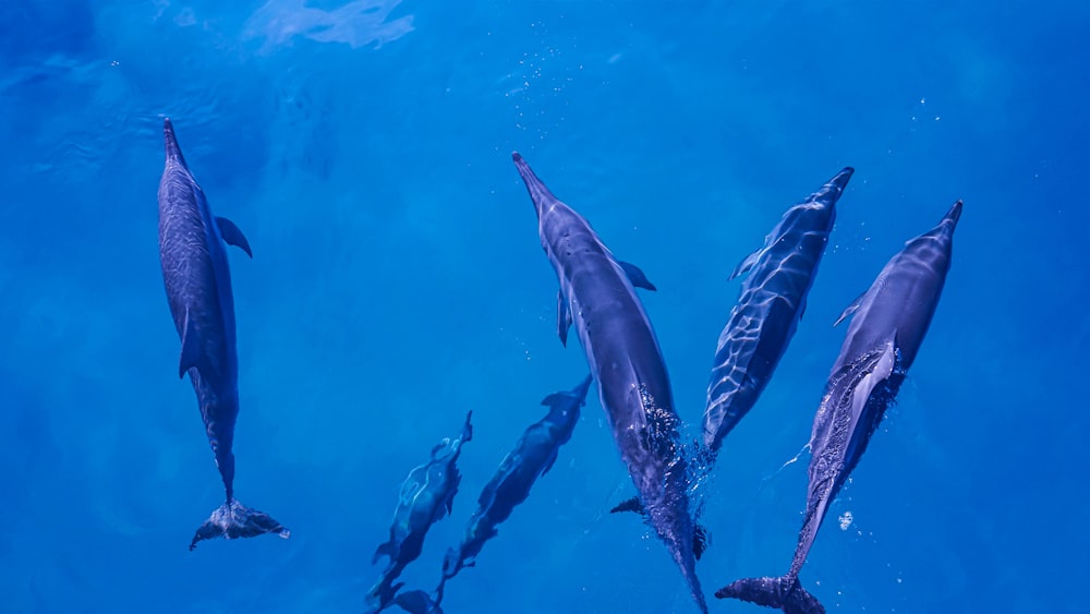 a group of dolphins swimming