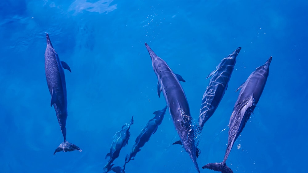 Eine Gruppe von Delfinen schwimmt