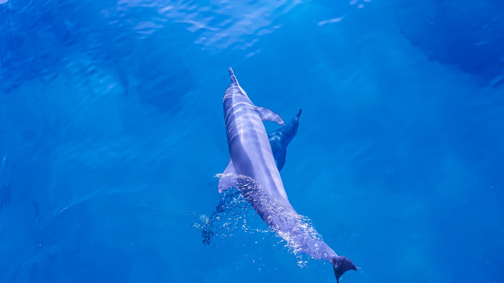 Ein Delfin schwimmt im Wasser