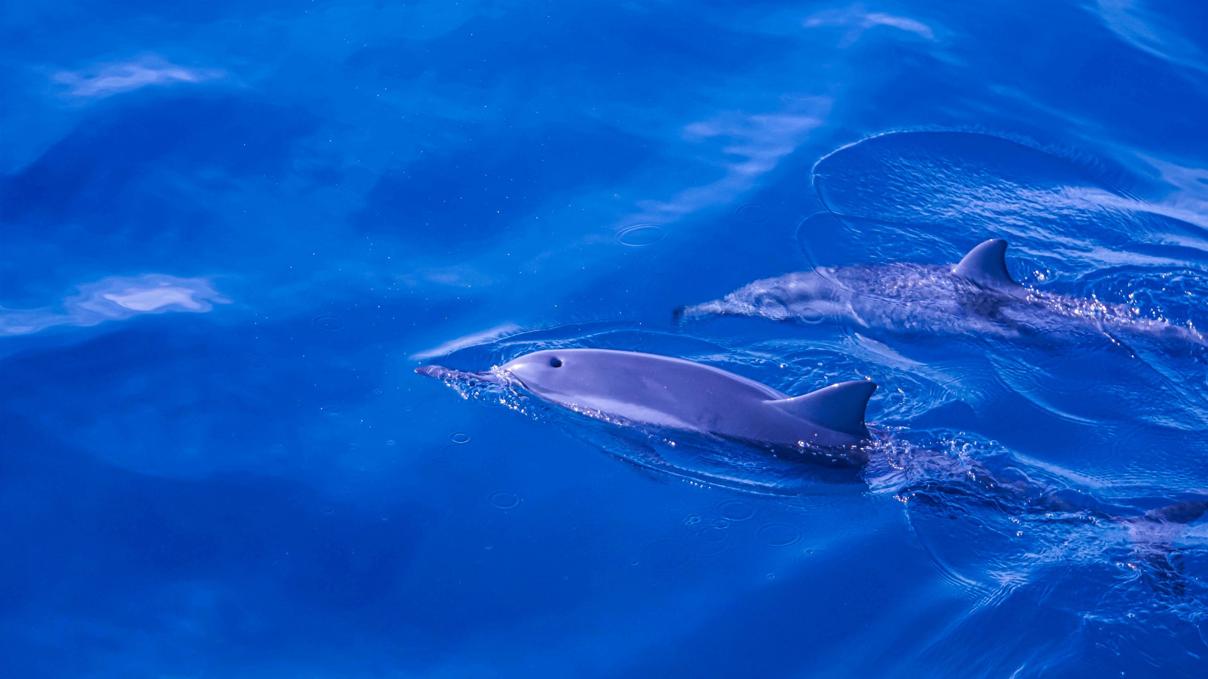 two dolphins swimming in the water