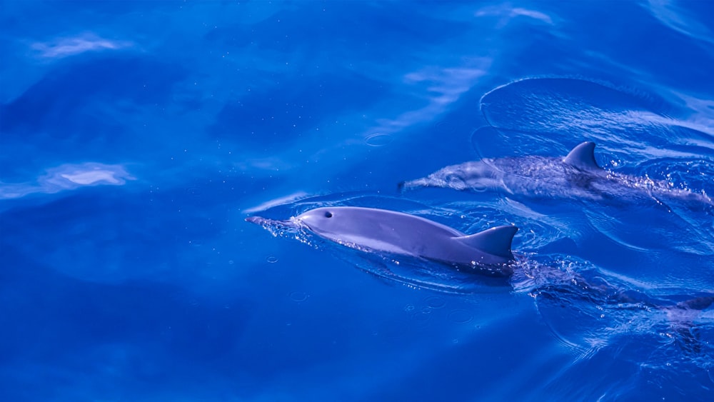 Dos delfines nadando en el agua