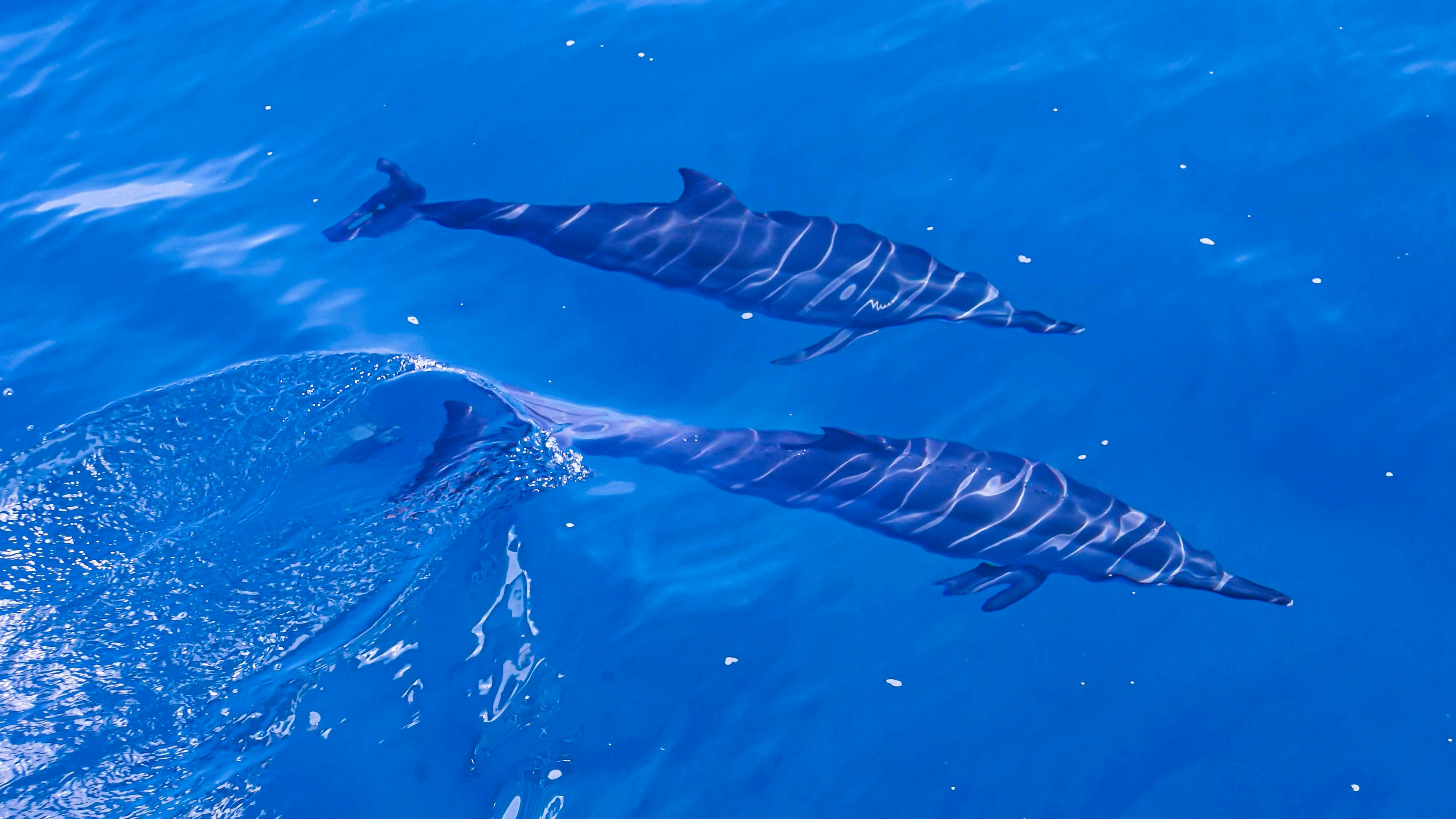 a group of dolphins swimming in the water