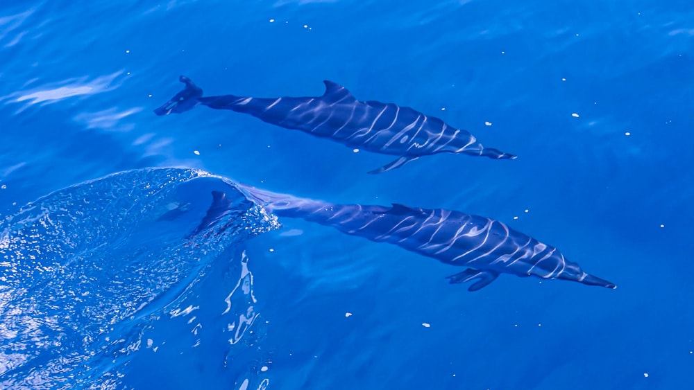 un gruppo di delfini che nuotano nell'acqua